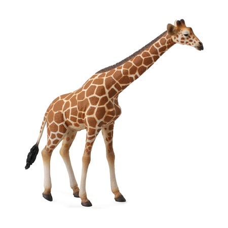Сетчатый жираф