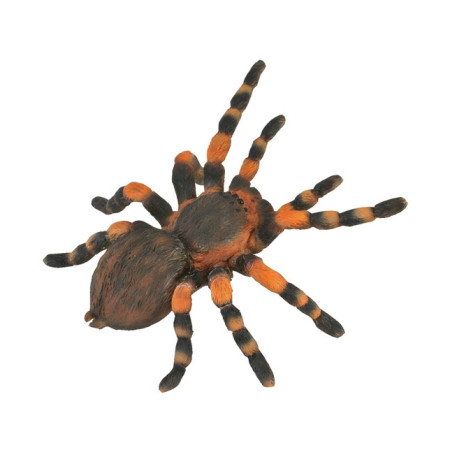 Мексиканский тарантул, L